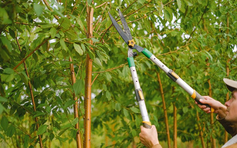 Tree trimming in Gillette, WY